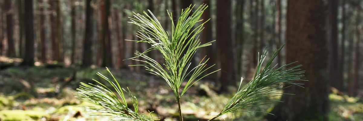 Germoglio di un albero, con la foresta sullo sfondo