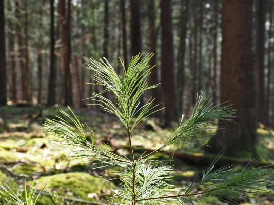 Germoglio di un albero, con la foresta sullo sfondo
