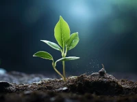 Un piccolo germoglio. Il sito web Start è l'ideale se hai bisogno solo di piantare una bandierina che dica 'Io ci sono!'