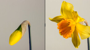 Narciso giallo: a sinistra, completamente chiuso. A destra, completamente aperto